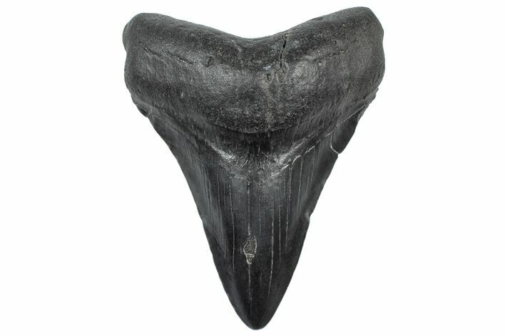 Fossil Megalodon Tooth - South Carolina #306291
